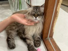 -共舞时光猫咖·狗咖(新街口店)
