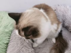 -喵的天空名猫咖啡馆·撸猫·猫舍·用品