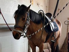 -北京群众马术培训基地