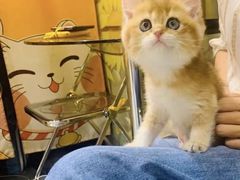 -欣宠猫屋·矮脚拿破仑·蓝金金渐层