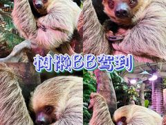 -正佳雨林生态植物园
