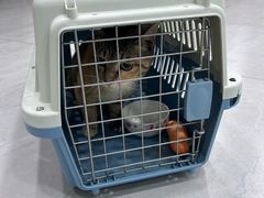 -瑞派蒂凯宠物医院·免疫点·宠保定点