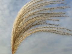 -春花秋色城市公园