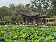 -莲湖公园