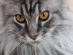 -猫和宫(六道口店)