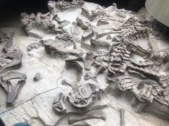 -自贡恐龙博物馆