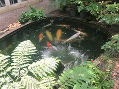 -Fern Forest Cafe