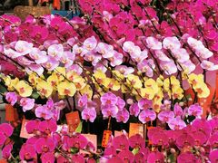 -溪岸路花鸟市场