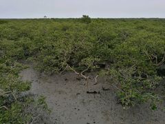 -北海金海湾红树林生态旅游区