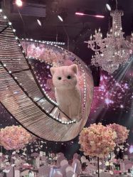 -迈瑞米求婚策划(静安店)