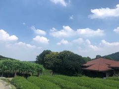 -中国茶叶博物馆(双峰馆区)