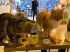 -平行世界·猫咖(首经贸店)