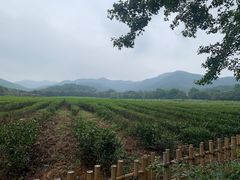 -中国茶叶博物馆(双峰馆区)