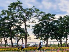 -芒洲湿地公园