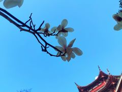 -苏州吴宫泛太平洋酒店