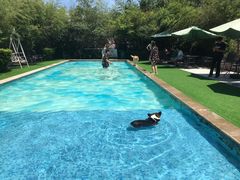 -汪说喵讲宠物乐园宠物酒店(红星美凯龙店)