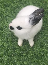 -萌宠亲子动物乐园(槐房万达店)