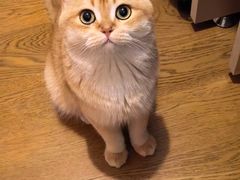 -欣宠猫屋·矮脚拿破仑·蓝金金渐层