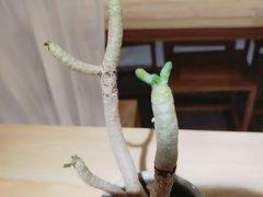 -朵朵开素食餐厅(后宰门街店)