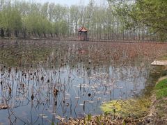 -微山湖红荷湿地景区