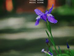 -紫霞湖公园