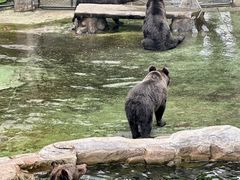-深圳野生动物园