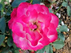 -松山湖梦幻百花洲