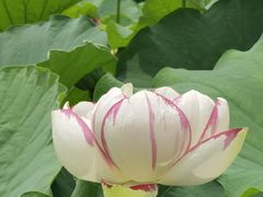 -陈家山荷花公园