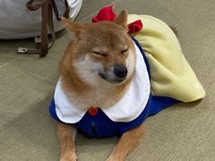 -逗柴咖啡屋·狗咖猫咖宠物桌游