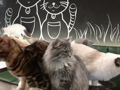 -遇见羊驼·奶狗咖·布偶猫咖·法斗柯基柴犬阿拉斯加(春熙路太古里IFS店)