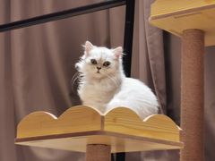 -爱诺耐芙动物医院(万博店)