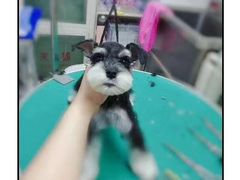 -达爱动物医院·犬猫分区·CT·复杂眼科(远洋山水分院)