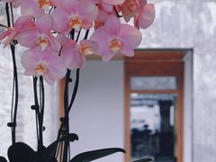 -日落吧·海景咖啡厅·餐酒吧·鸡尾酒·下午茶·乐队表演·浪漫夕阳·三亚文华东方酒店