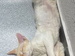 -琪喵猫屋·撸猫猫咖·猫舍