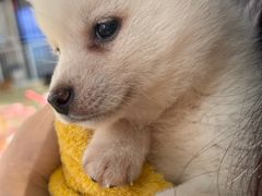 -逗柴咖啡屋·狗咖猫咖宠物桌游