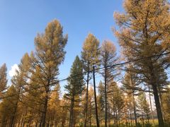 -塞罕坝国家级自然保护区