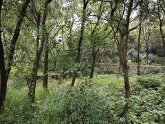 -西湖风景区-江洋畈生态公园