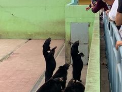 -西霞口神雕山野生动物世界