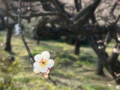 -梅花山(明孝陵内)