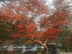 -山外山菜馆(玉泉路店)