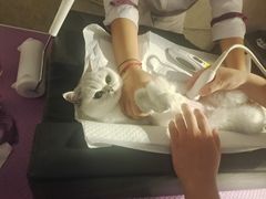 -宠爱国际动物医院·消化内科·心肾内科·ISFM猫友好(望京店)