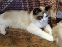 -喵屿·大理花园猫咖