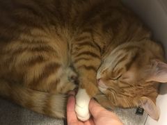 -PETKIT小佩宠物(古北店)