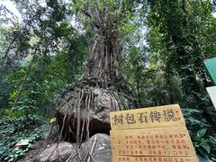 -莫里热带雨林景区