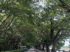 -大湾区中央湿地公园