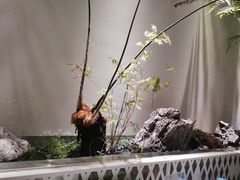 -虹泥小厨(南国花园总店)