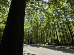 -日照海滨国家森林公园