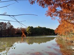 -上海海湾国家森林公园