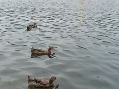 -茵特拉根酒店·西餐厅