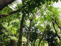 -金鸡山公园